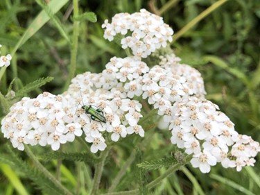 yarrow2.jpg