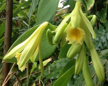 Vanilla planifolia.jpg