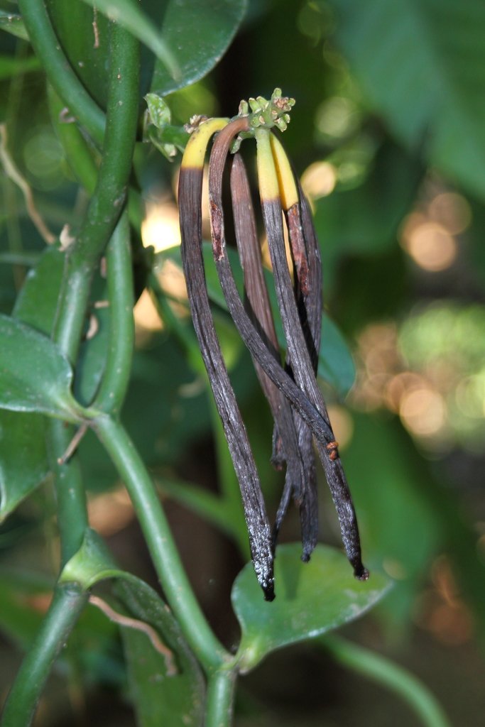 Vanilla planifolia2.jpg