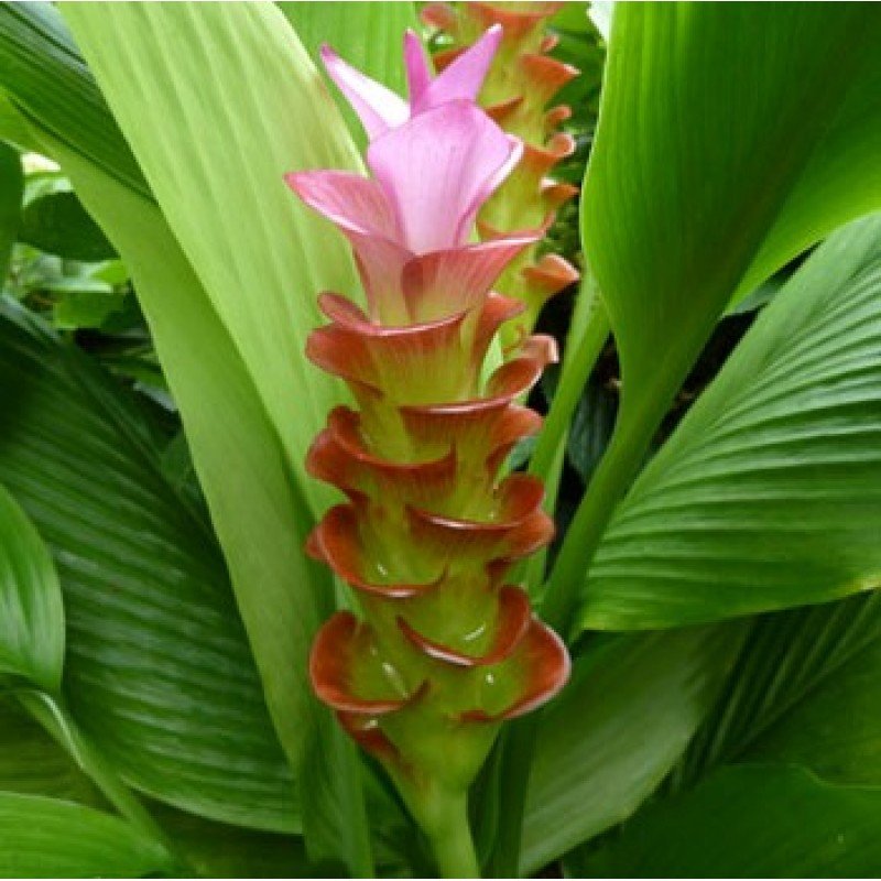 Turmeric4.jpg