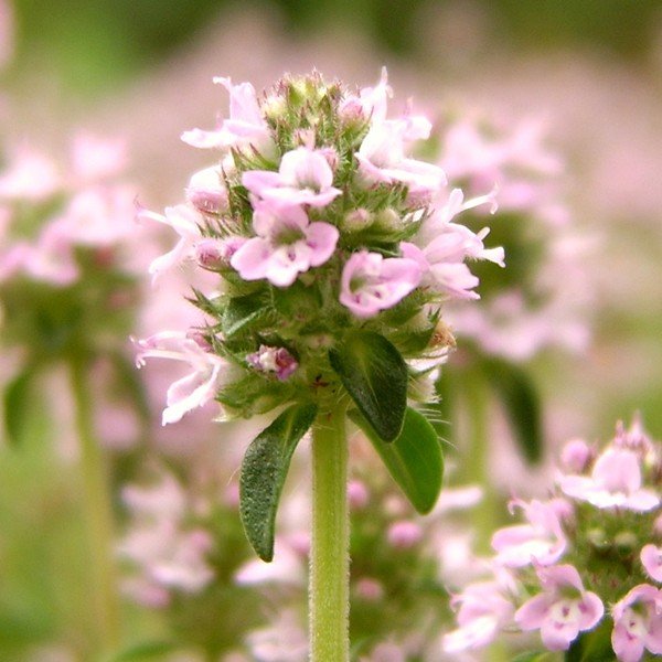 thyme-thuyanol.jpg