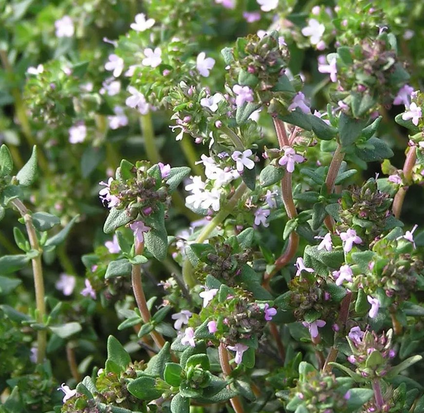Thyme, Thuyanol1.jpg