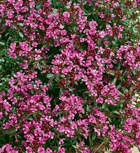 Thyme Red 1.jpg