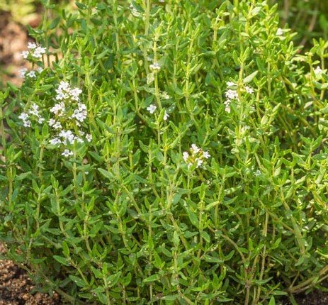 Thyme, Geraniol (French)1.jpg