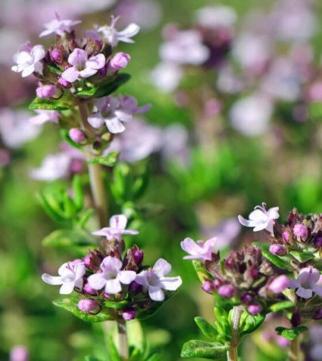 Thyme, Geraniol (French)2.jpg