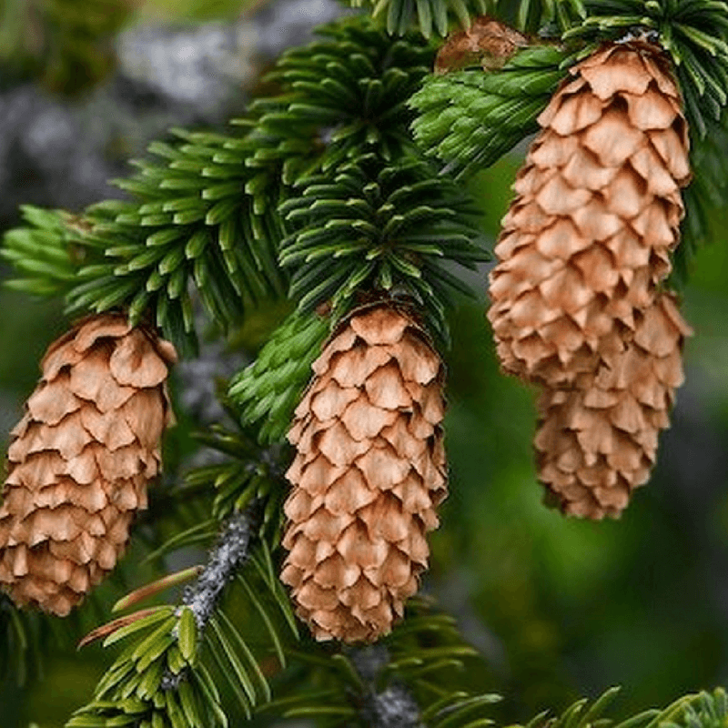 Sprucesitka-picea-sitchensis.jpg