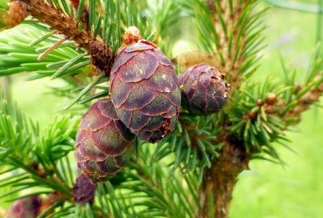 Blackspruce2a.jpg