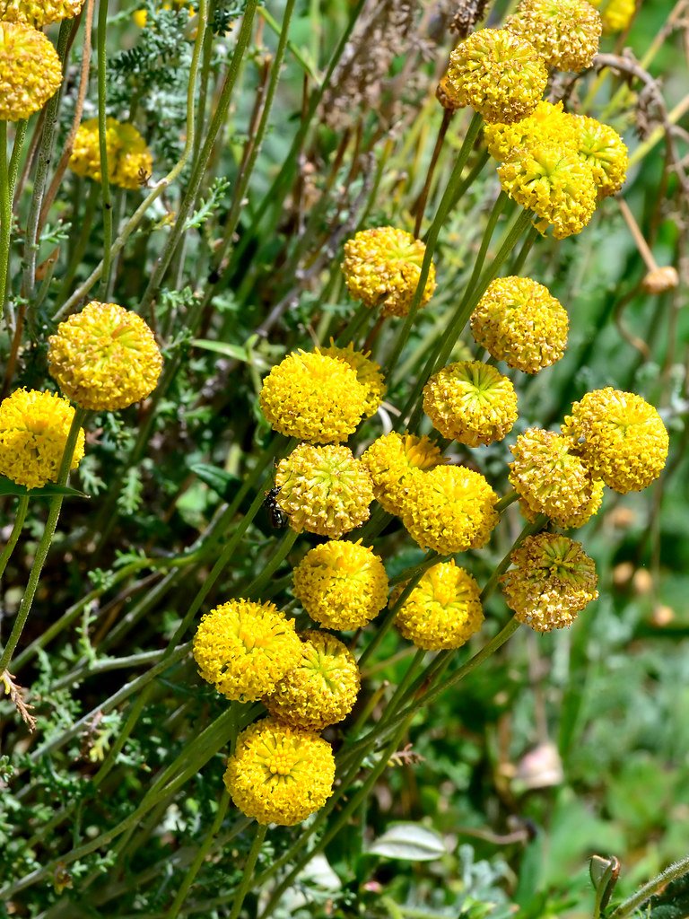 Santolina chamaecyparissus.jpg
