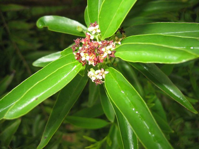 sandalwood-yasi.jpg