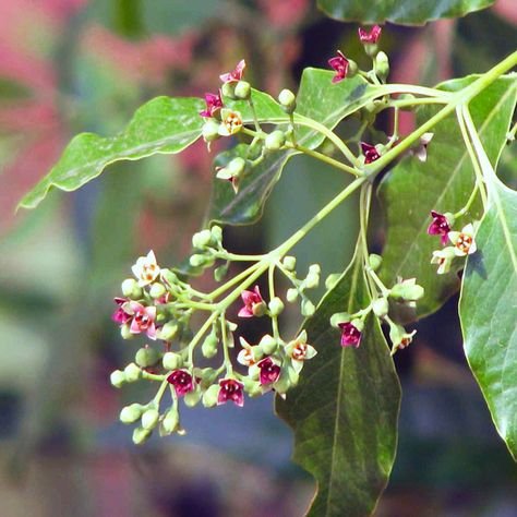 Sandalwood Auss2.jpg