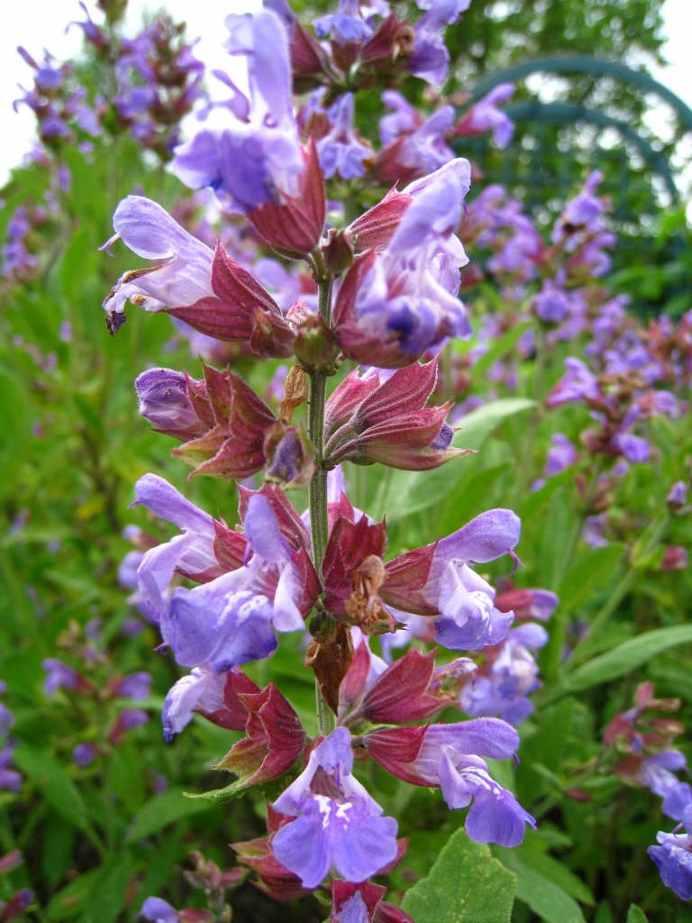 Salvia officinalis1.jpg