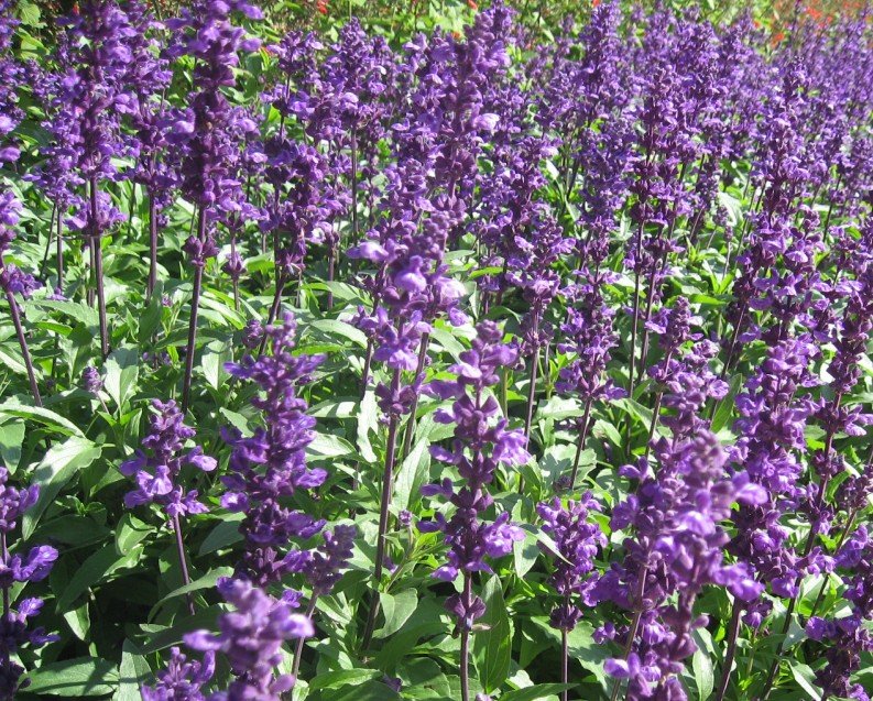 Salvia officinalis herb2.jpg