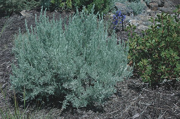 Sagebush1.jpg