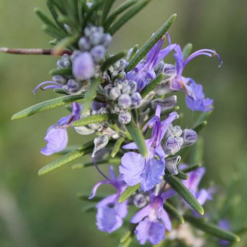 Rosmarinus officinalis, verbenone1.jpg