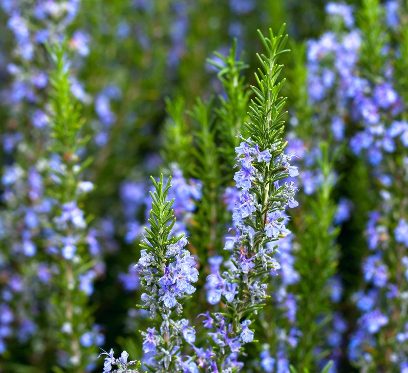 Rosemary-plant.jpg