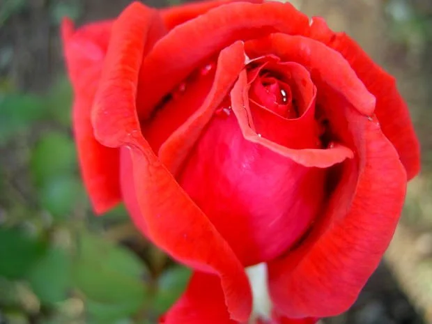 rose-petal-dewdrop.jpg