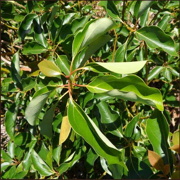ravensara-essential-oil-ravensara-aromatica-002-3.jpg