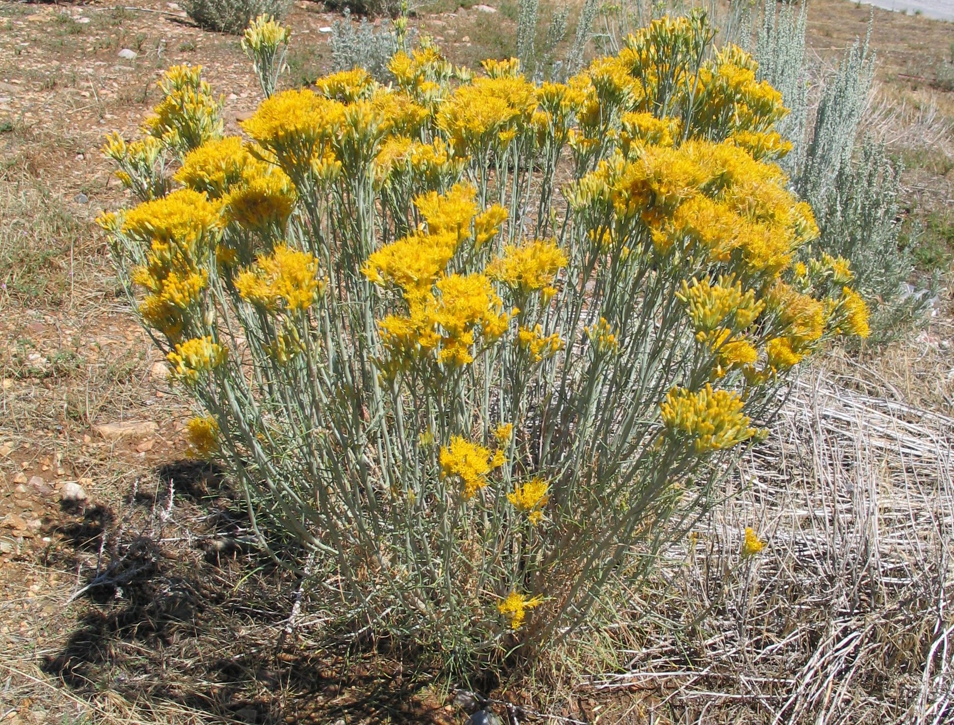 Rabbit Bush1.jpg