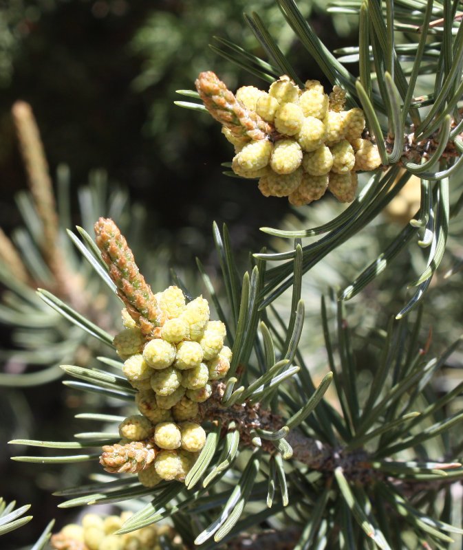 Pinepinon.jpg