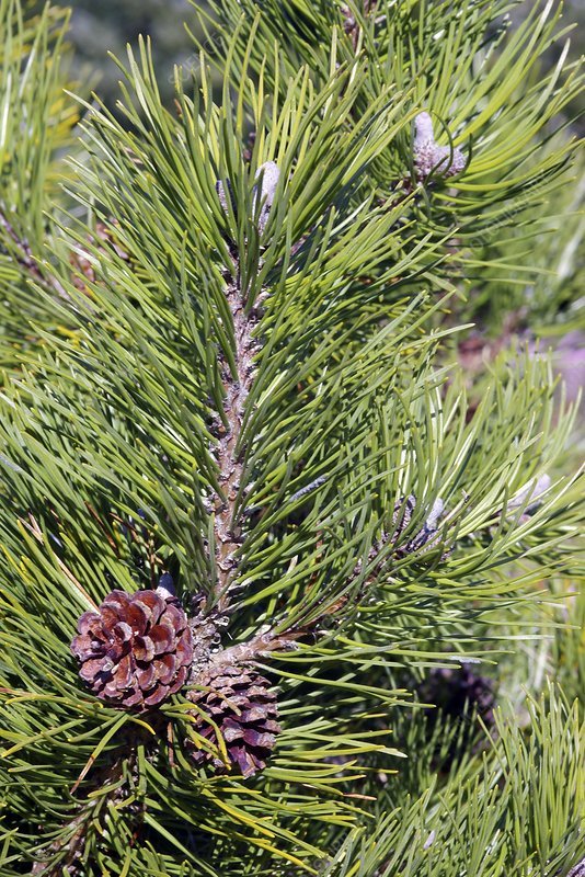 pine_Pinus_mugo_.jpg