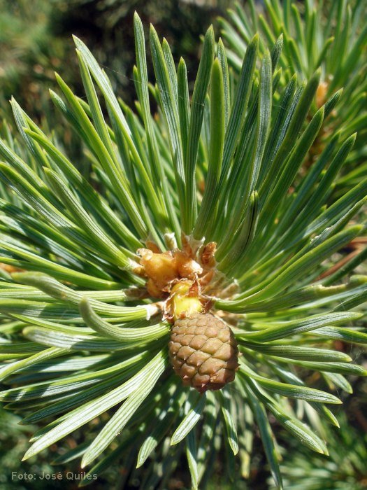 Pinus_nigra_salzmannii.jpg