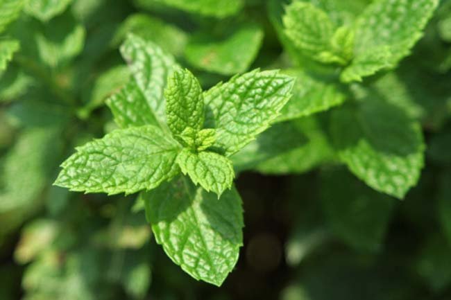 Pepper Mint.jpg