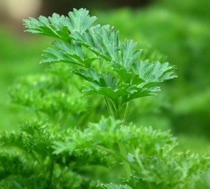 Parsley Seed.jpg