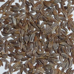 Parsleyseed1.jpg