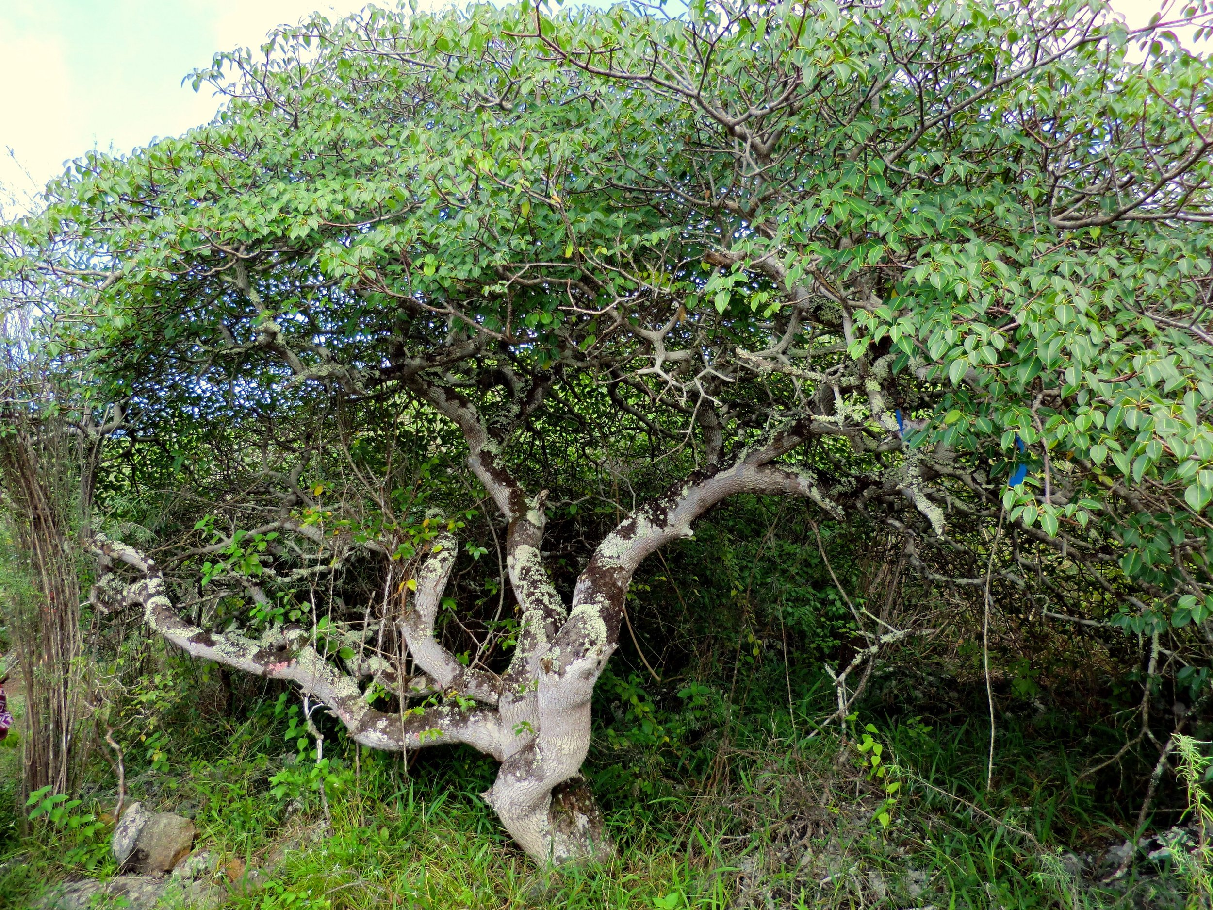 Palo Santo tree.jpg