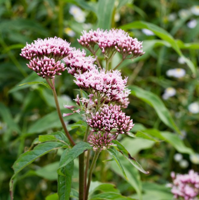 shutterstock_1186433539-Oregano-True-051819-cropped.jpg