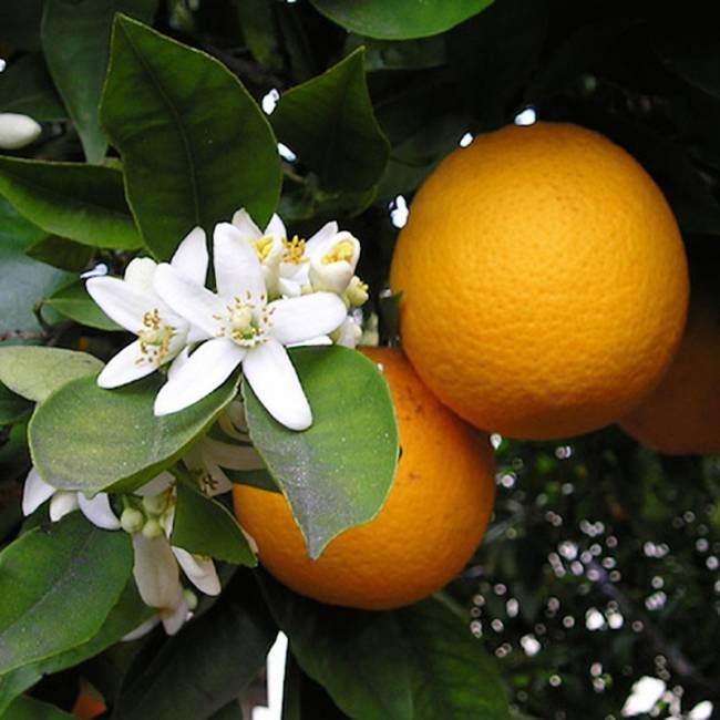 orange-sweet-citrus-sinensis.jpg