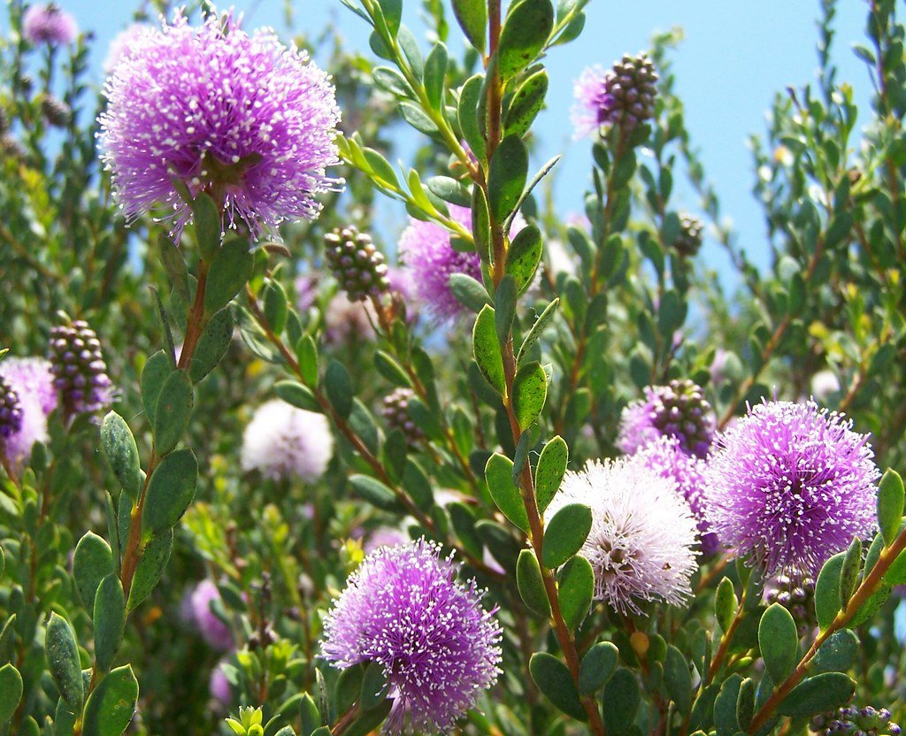 Myrtle Honey1.jpg