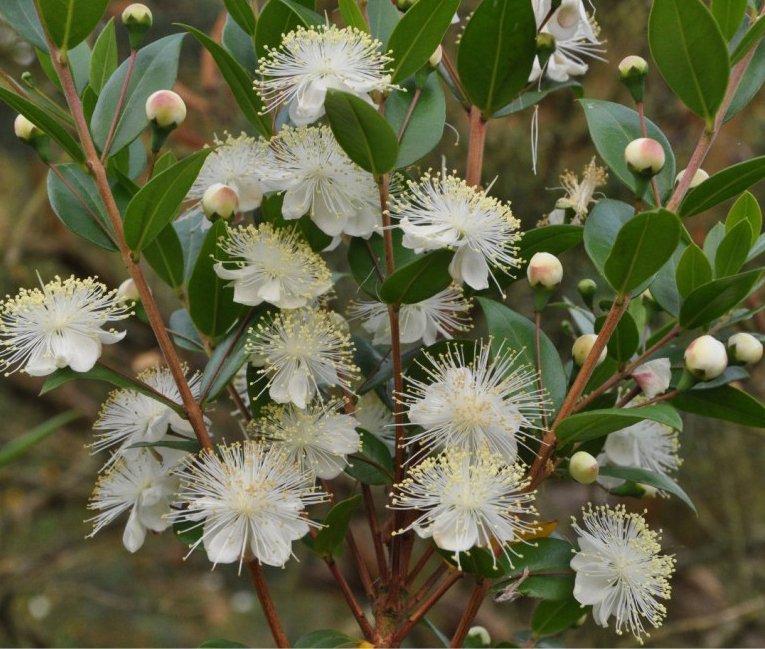 Myrtle Cineoliferum1.jpg