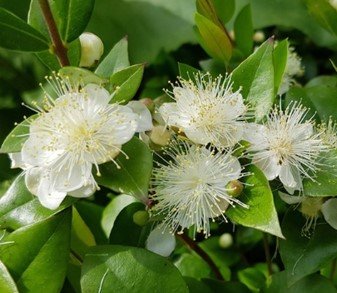 Myrtle Cineoliferum.jpg