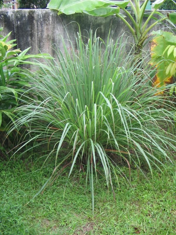 Lemongrass0.jpg