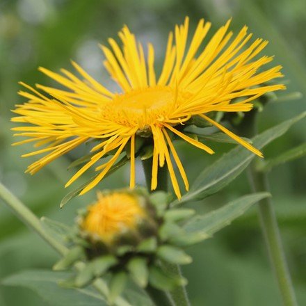 Inula Graveolens.jpg