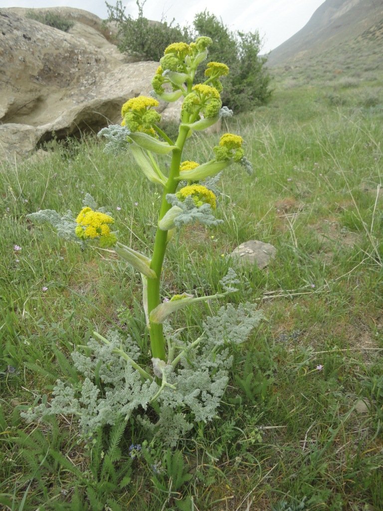 Galbanum1.jpg