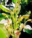 Galangal.jpg