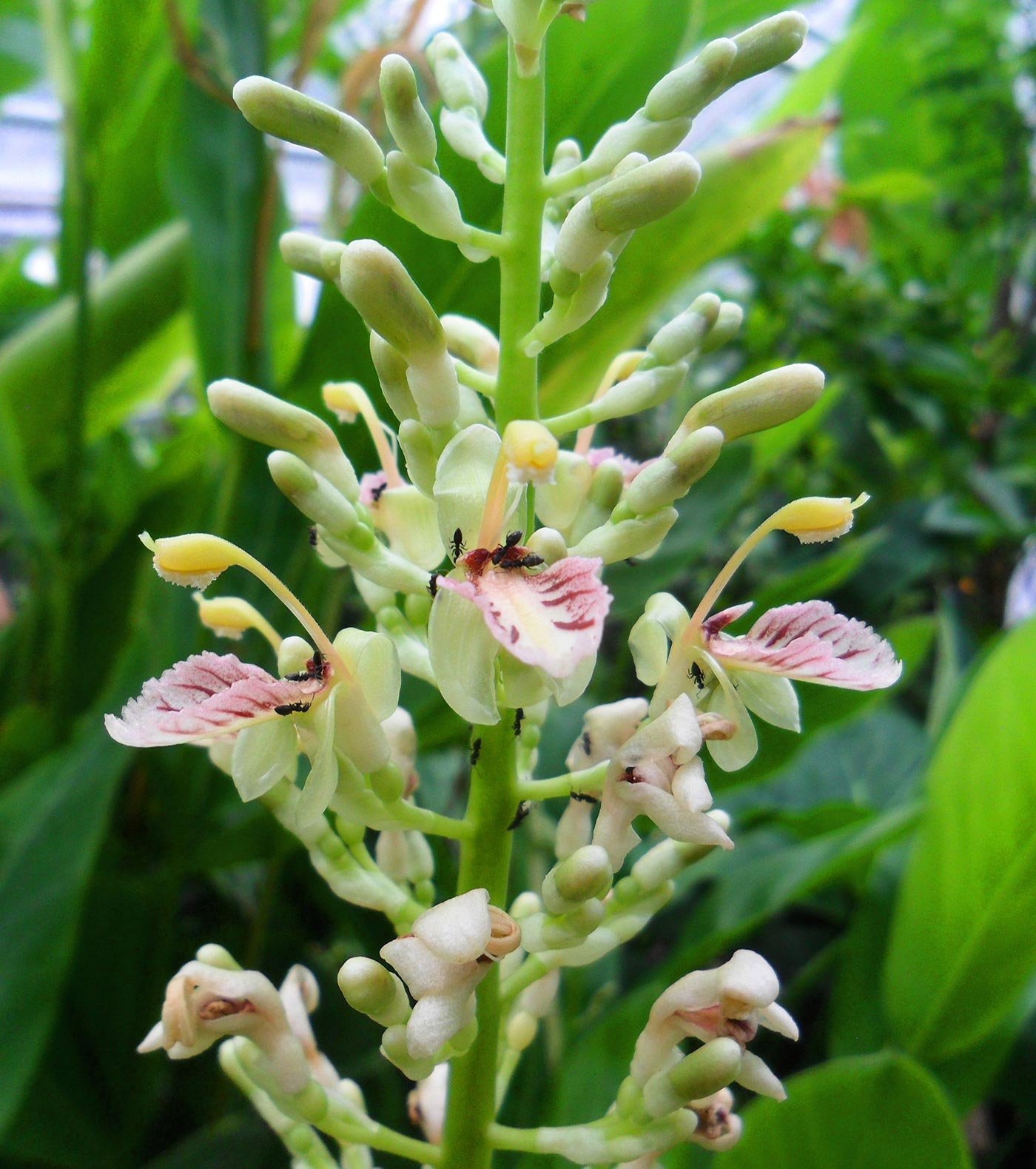Galangal3.jpg