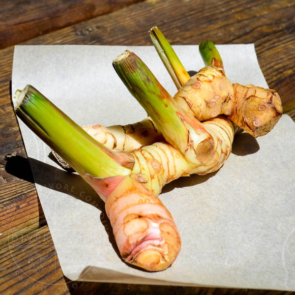 Galangal1.jpg