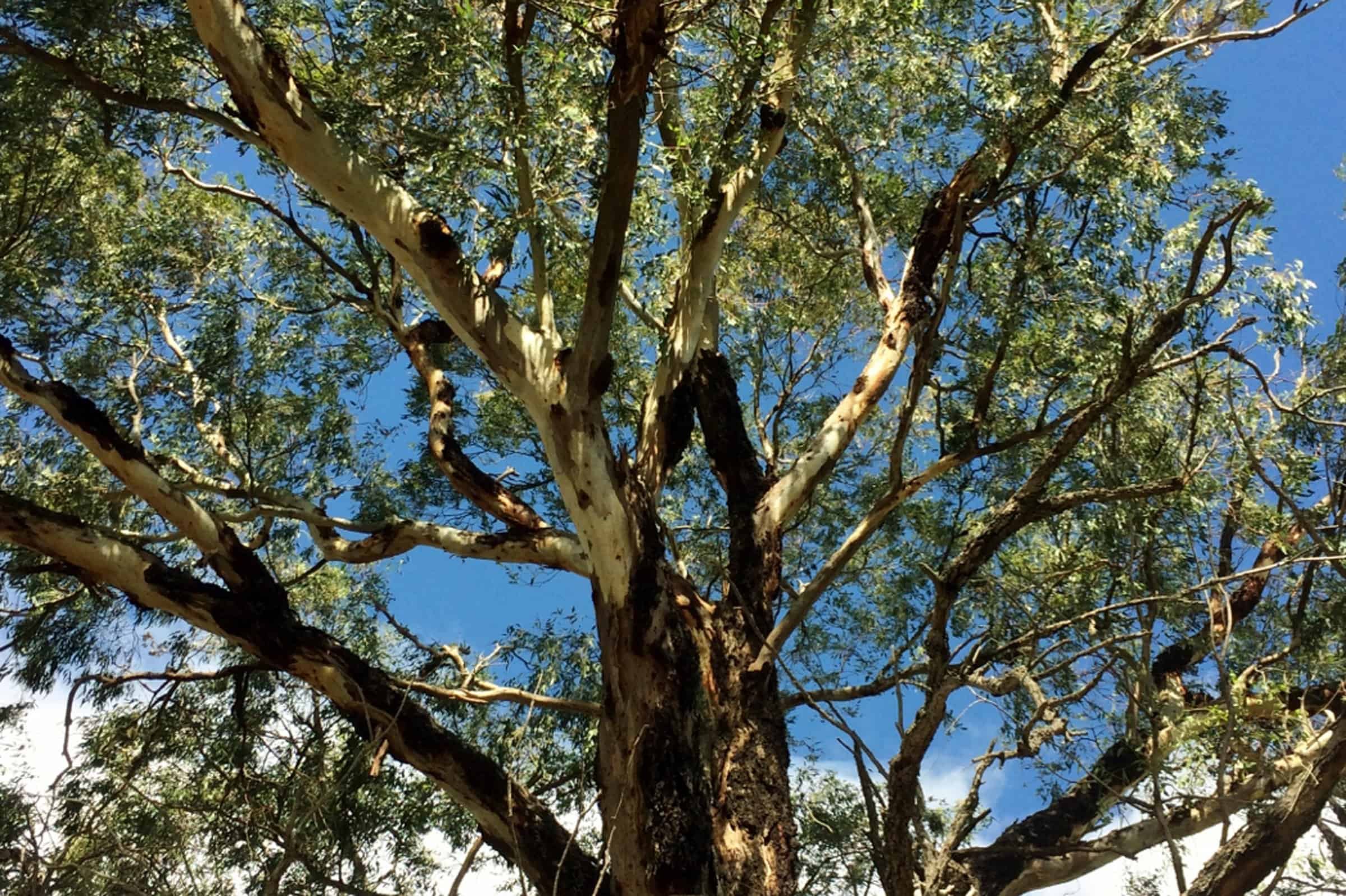 Eucalyptus Gully Gum2.jpg