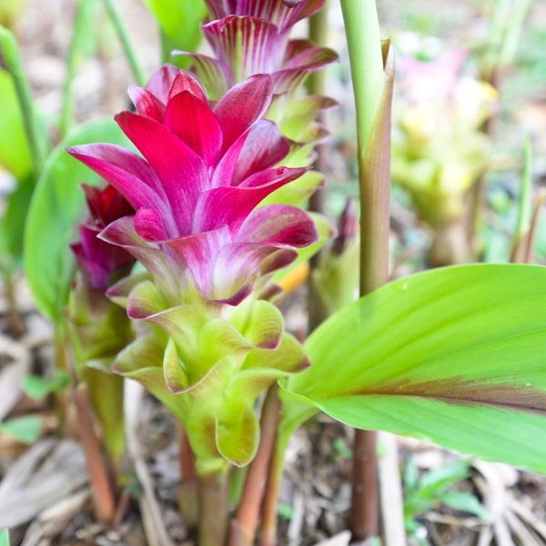Curcuma Zedoaria.jpg