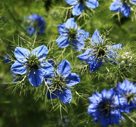 Cumin Black1.jpg