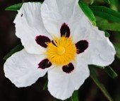 Cistus Rock Rose.jpg