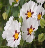 Cistus Rock Rose1.jpg