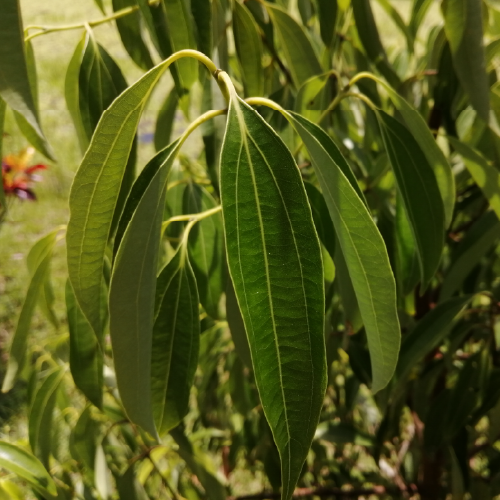 Cinnamon leaf4.png