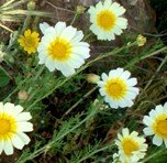 Chamomile Wild.jpg