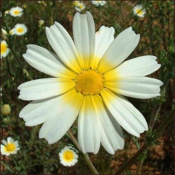Chamomile Wild1.jpg