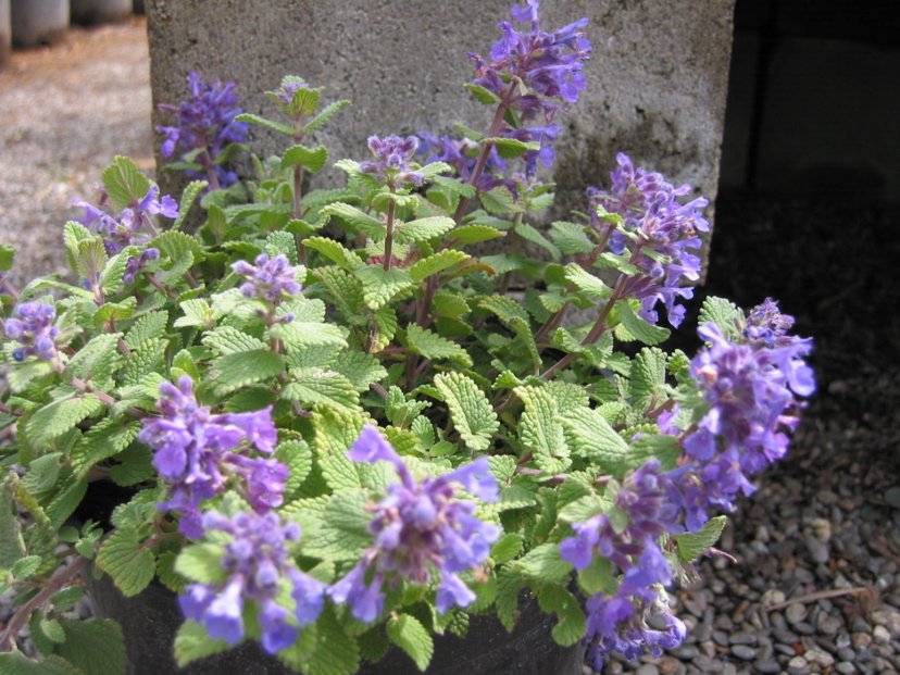 Catnip4.jpg
