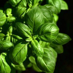 Basil True.jpg